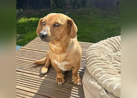 ❤️❤️❤️ zarte Hundeseele BARBIE - 2 Jahre, 30cm - Dackel-Mischling