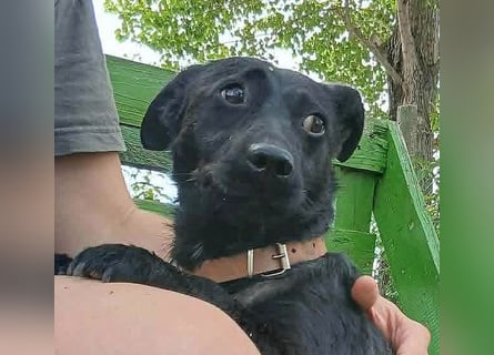 ❤️❤️❤️ PUPO sucht seine Herzensmenschen - 1,5 Jahre, 26cm/7kg - Dackel-Mix