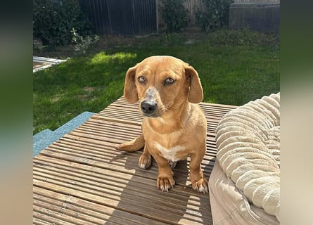 ❤️❤️❤️ zarte Hundeseele BARBIE - 2 Jahre, 30cm - Dackel-Mischling