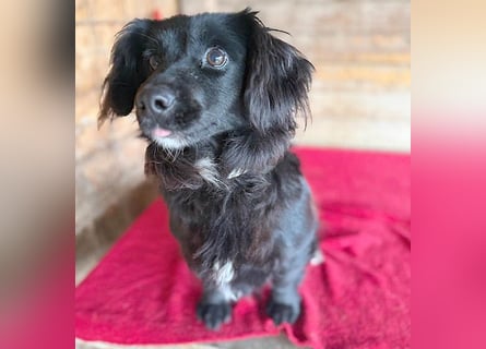 süße kleiine TAPPI - 3 Jahre, 32cm - Dackel-Mischling