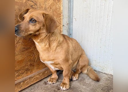 ❤️❤️❤️ zarte Hundeseele BARBIE - 2 Jahre, 30cm - Dackel-Mischling