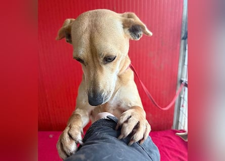 superliebe Dackeline MIA - 5 Jahre, 30cm/8,5kg