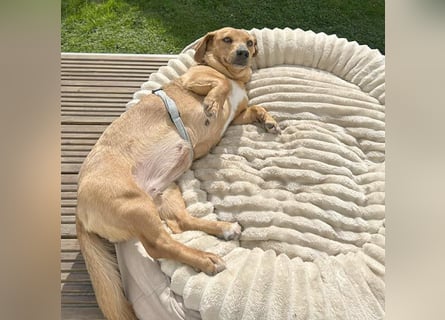 ❤️❤️❤️ zarte Hundeseele BARBIE - 2 Jahre, 30cm - Dackel-Mischling