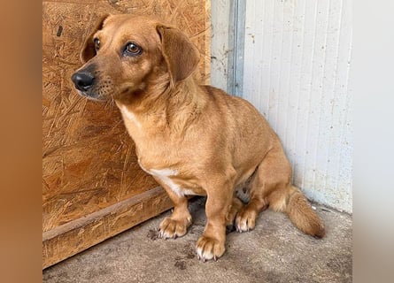 ❤️❤️❤️ zarte Hundeseele BARBIE - 2 Jahre, 30cm - Dackel-Mischling