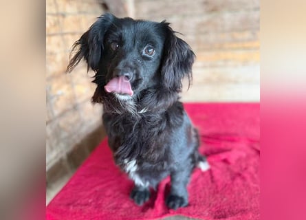 süße kleiine TAPPI - 3 Jahre, 32cm - Dackel-Mischling