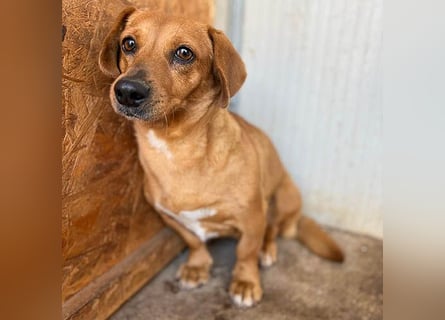 ❤️❤️❤️ zarte Hundeseele BARBIE - 2 Jahre, 30cm - Dackel-Mischling