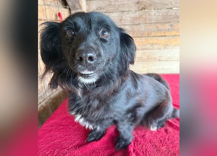 süße kleiine TAPPI - 3 Jahre, 32cm - Dackel-Mischling