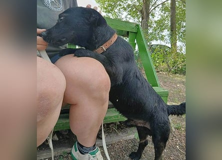 ❤️❤️❤️ PUPO sucht seine Herzensmenschen - 1,5 Jahre, 26cm/7kg - Dackel-Mix