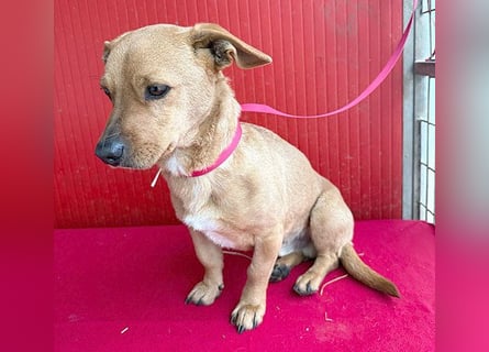 süßes kleines Schmuserle FRITZ - 4 Jahre, 30cm - Mischling