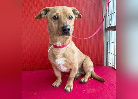 süßes kleines Schmuserle FRITZ - 4 Jahre, 30cm - Mischling