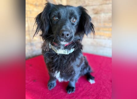 süße kleiine TAPPI - 3 Jahre, 32cm - Dackel-Mischling