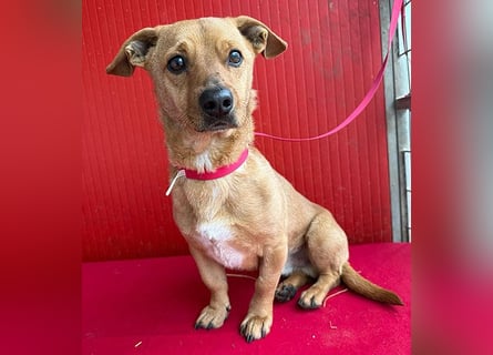 süßes kleines Schmuserle FRITZ - 4 Jahre, 30cm - Mischling