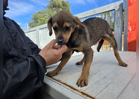 Nico: mit Mama und Papa ins Tierheim