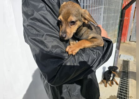 Nico: mit Mama und Papa ins Tierheim