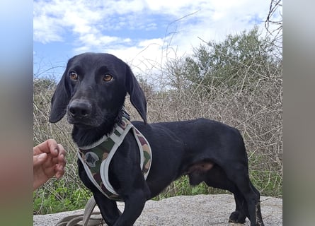 Cinque: Traumhund für Dackefreunde