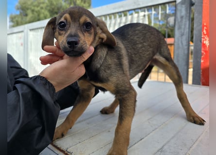 Nico: mit Mama und Papa ins Tierheim
