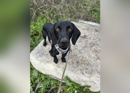 Cinque: Traumhund für Dackefreunde