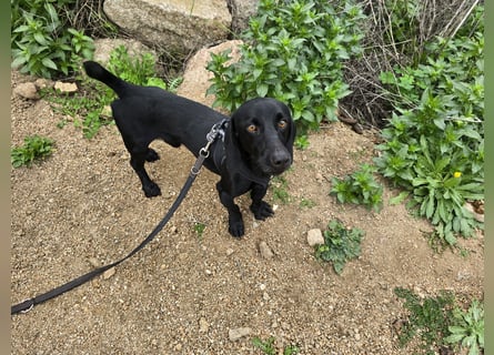 Cinque: Traumhund für Dackefreunde