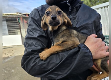 Nico: mit Mama und Papa ins Tierheim