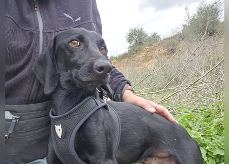 Cinque: Traumhund für Dackefreunde