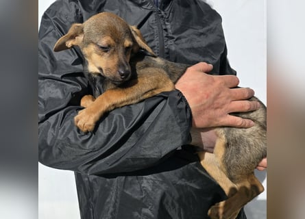 Nico: mit Mama und Papa ins Tierheim
