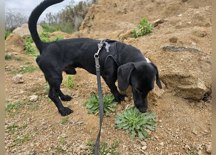 Cinque: Traumhund für Dackefreunde