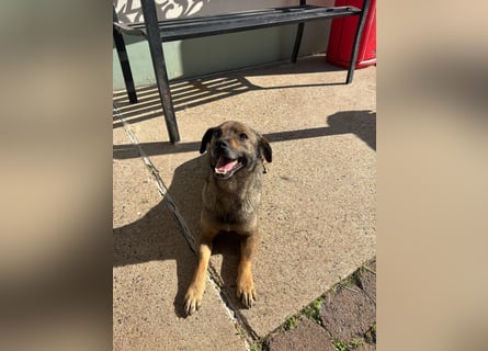 Dobby – ein fröhlicher Herzenshund sucht sein Für-Immer-Zuhause