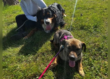 Dobby – ein fröhlicher Herzenshund sucht sein Für-Immer-Zuhause