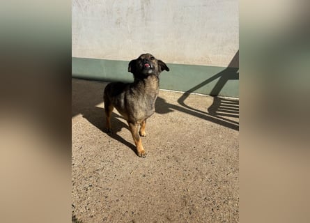 Dobby – ein fröhlicher Herzenshund sucht sein Für-Immer-Zuhause