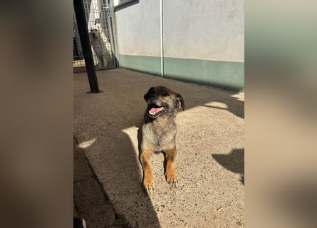 Dobby – ein fröhlicher Herzenshund sucht sein Für-Immer-Zuhause