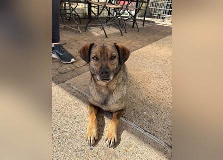 Dobby – ein fröhlicher Herzenshund sucht sein Für-Immer-Zuhause