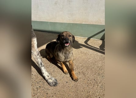 Dobby – ein fröhlicher Herzenshund sucht sein Für-Immer-Zuhause