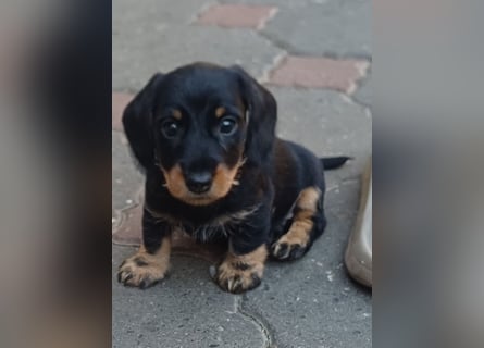 Zwergteckel Rauhhaar Welpen