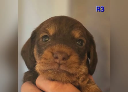 Zwergteckel Rauhhaar Welpen