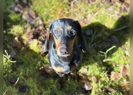 Dackelrüde sucht neues Zuhause