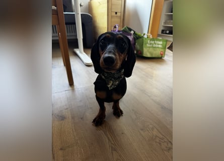 Dackelrüde sucht neues Zuhause