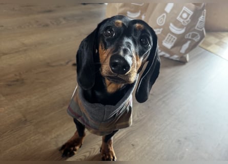 Dackelrüde sucht neues Zuhause