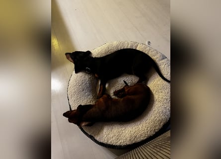 Dackelrüde sucht neues Zuhause