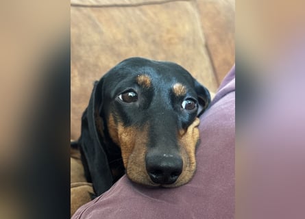 Dackelrüde sucht neues Zuhause