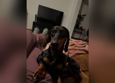 Dackelrüde sucht neues Zuhause