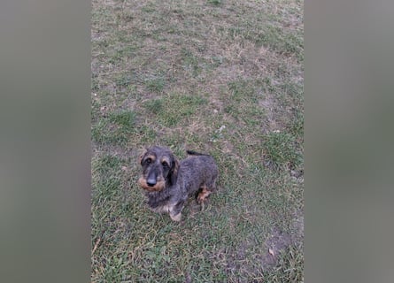 Dackel Welpen Rauhaarteckel