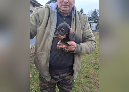 Dackel Welpen Rauhaarteckel