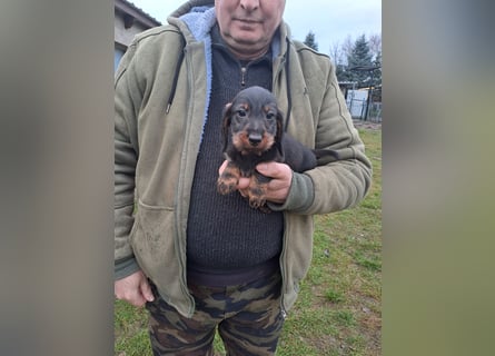 Dackel Welpen Rauhaarteckel