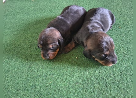 Dackel Welpen Rauhaarteckel