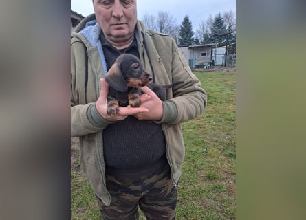 Dackel Welpen Rauhaarteckel