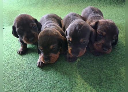 Dackel Welpen Rauhaarteckel