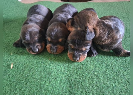 Dackel Welpen Rauhaarteckel