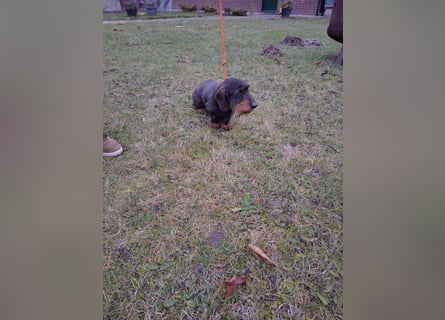 Dackel Welpen Rauhaarteckel