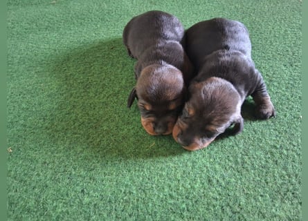 Dackel Welpen Rauhaarteckel