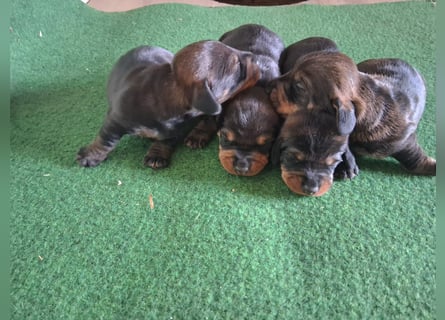 Dackel Welpen Rauhaarteckel